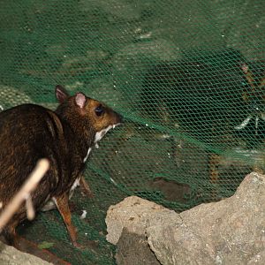 Introduction of a new Philippine or Balabac Mouse Deer (Tragulus nigricans)