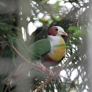 Yellow-breasted Fruit Dove (Ptilinopus occipitalis)