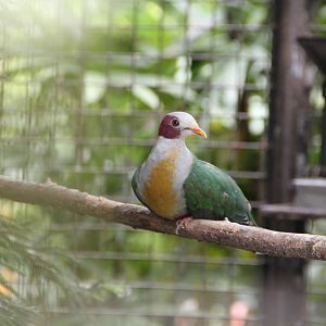 Yellow-breasted Fruit Dove (Ptilinopus occipitalis)