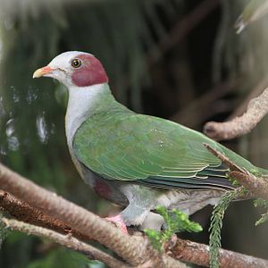 Yellow-breasted Fruit Dove (Ptilinopus occipitalis)