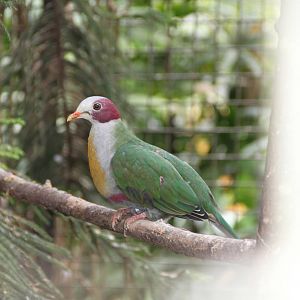 Yellow-breasted Fruit Dove (Ptilinopus occipitalis)