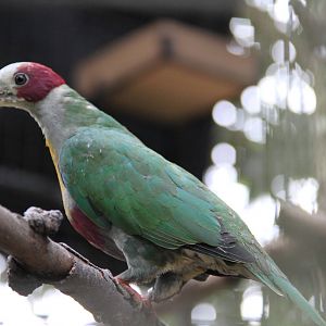 Yellow-breasted Fruit Dove (Ptilinopus occipitalis)