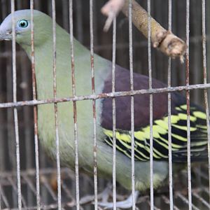 Pompadour Green Pigeon (Treron pompadora)