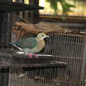 Pink-spotted Fruit Dove (Ptilinopus perlatus)