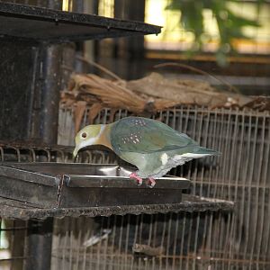 Pink-spotted Fruit Dove (Ptilinopus perlatus)