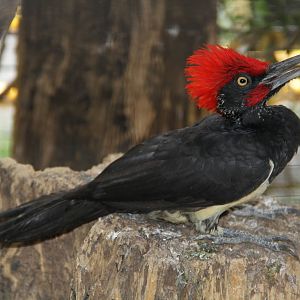 White-bellied Woodpecker (Dryocopus javensis)