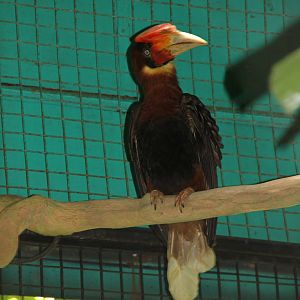 Great Philippine or Rufous Hornbill (Buceros hydrocorax)