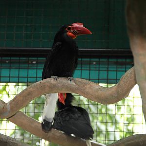 Mindanao Wrinkled Hornbill (Aceros leucocephalus)