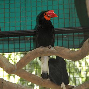 Mindanao Wrinkled Hornbill (Aceros leucocephalus)