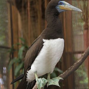 Brown Booby (Sula leucogaster)