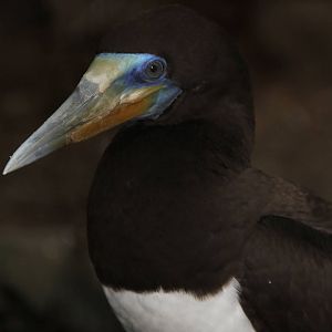 Brown Booby (Sula leucogaster)