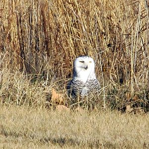 Snowy Owl