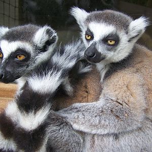 Ring-tailed lemurs