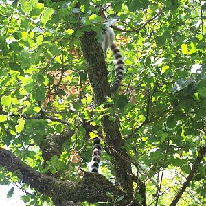 Ring-tailed lemurs in trees