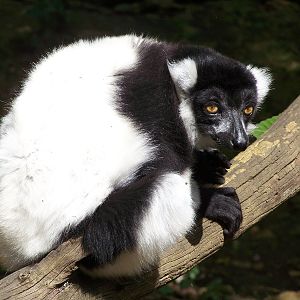 Black and white ruffed lemur