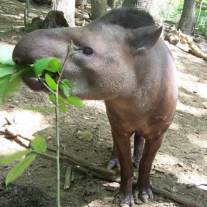 South American tapir