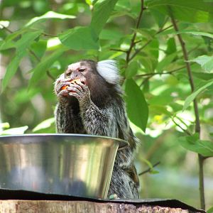 common marmoset