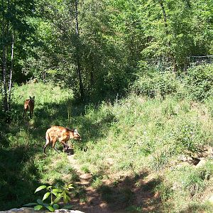 Maned Wolves enclosure
