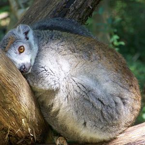 Female Crowned lemur