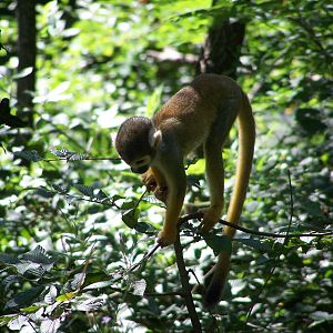 Bolivian squirrel monkey