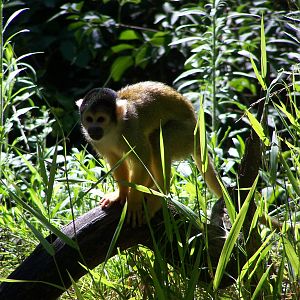 Bolivian squirrel monkey