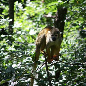 Peruvian squirrel monkey