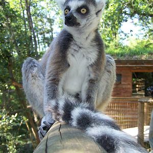 ring-tailed lemur