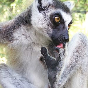 ring-tailed lemur
