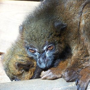 females red-bellied lemurs