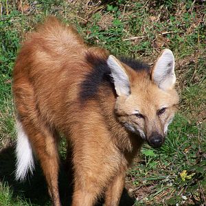 maned wolf