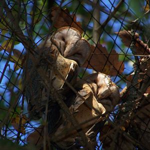 common barn owls
