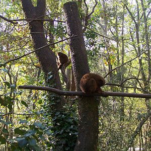 "Forêt des Esprits', malagasy aviary