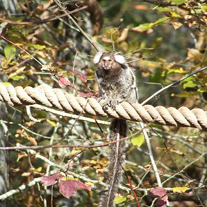 common marmoset