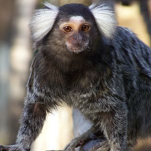 common marmoset