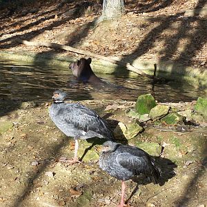 south-american enclosure