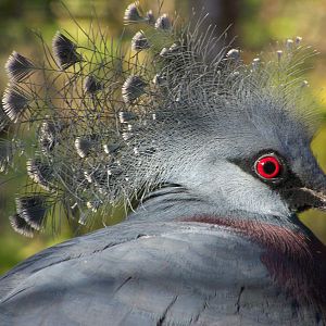 Blue crowned pigeon