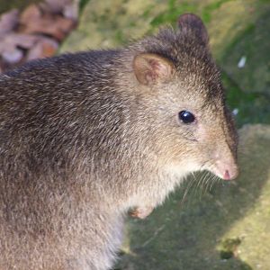 potoroo