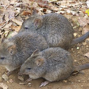 Potoroo family