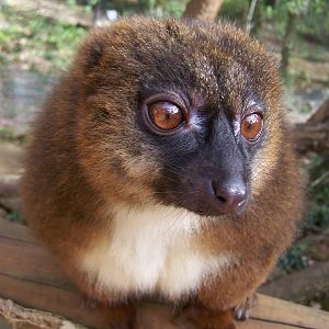 female red-bellied lemur