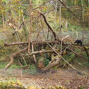 white-faced saki and geoffroy marmoset enclosure