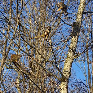 squirrel monkeys