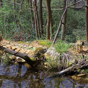 squirrel monkeys
