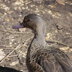 Madagascar teal