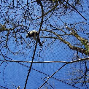 black and white ruffed lemur