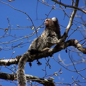 common marmoset