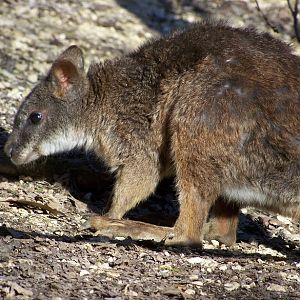 parma wallaby