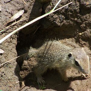ground squirrel