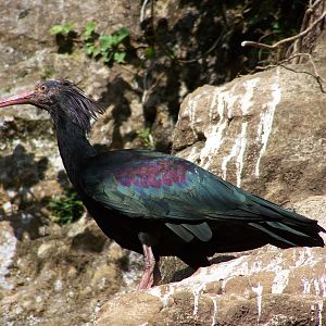 bald ibis