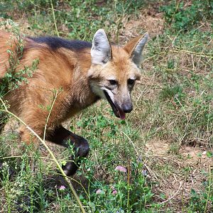 maned wolf