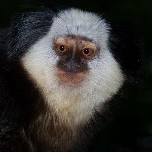 Geoffroy marmoset